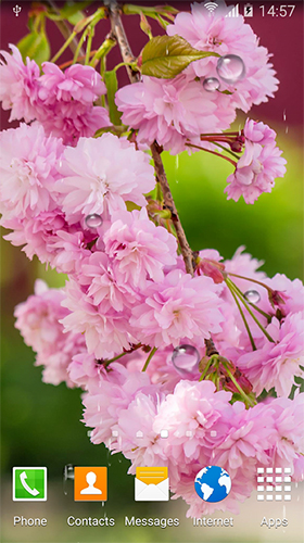 Cerisier en floraison 