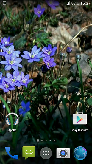La capture d'écran Fleurs forestières  pour le portable et la tablette.