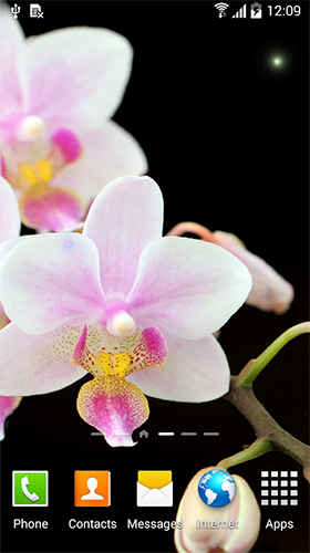 Orchidées  