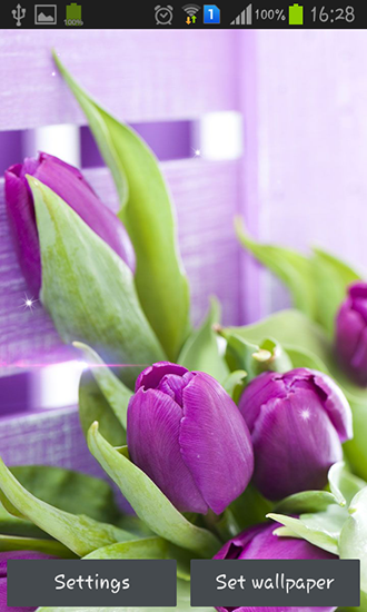 La capture d'écran Tulipes violettes  pour le portable et la tablette.