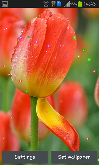 La capture d'écran Lis et tulipes de printemps pour le portable et la tablette.