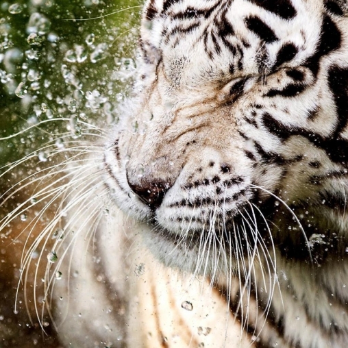 La capture d'écran Tigre blanc: Touche d'eau  pour le portable et la tablette.
