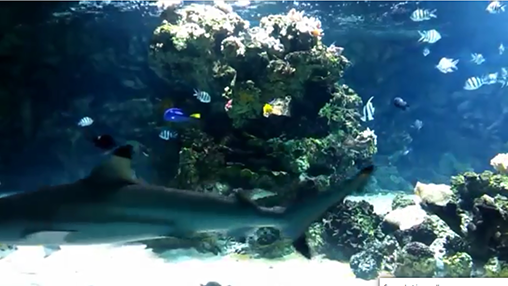 Aquarium avec les requins 