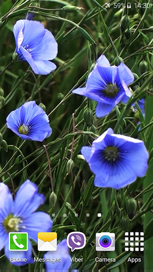 Fleurs bleues 