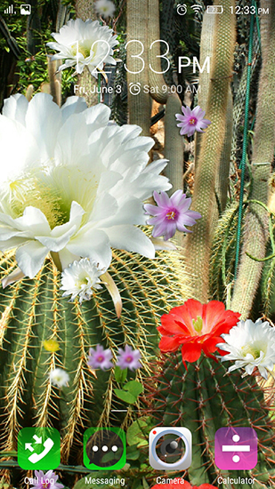 Fleurs du cactus