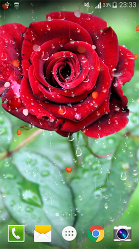 Rose: Goutte de pluie 