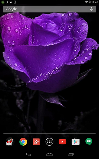 Rose violette   