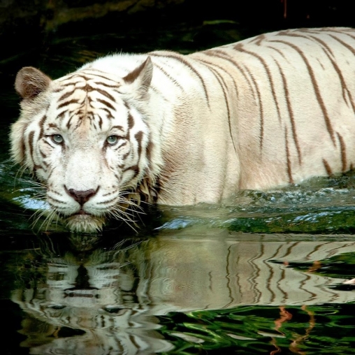 Tigre blanc: Touche d'eau 