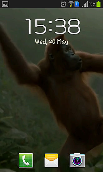 Danse sauvage d'un singe fou