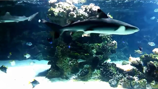 Aquarium avec les requins 