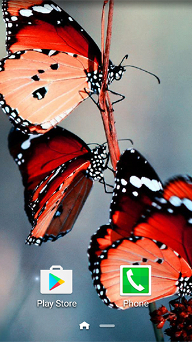 Macro papillons 