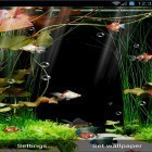 Outre le fond d'écran animé Pierre blanche  pour Android téléchargez l'apk gratuit de screensaver Aquarium .