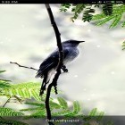 Outre le fond d'écran animé Océan et coucher du soleil  pour Android téléchargez l'apk gratuit de screensaver Sons des oiseaux et ringtones .