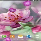Outre le fond d'écran animé Néon coloré pour Android téléchargez l'apk gratuit de screensaver Cerise en fleurissement  .