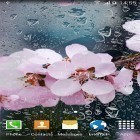 Outre le fond d'écran animé Princesses sympas pour Android téléchargez l'apk gratuit de screensaver Cerisier en floraison .
