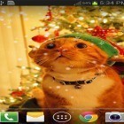 Outre le fond d'écran animé Koi pour Android téléchargez l'apk gratuit de screensaver Chat de Noël .