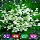 Outre le fond d'écran animé Cerisier en floraison  pour Android téléchargez l'apk gratuit de screensaver Muguets de forêt .