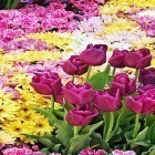 Outre le fond d'écran animé Fleurs de lilas  pour Android téléchargez l'apk gratuit de screensaver Fleurs de jardin .
