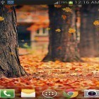 Outre le fond d'écran animé Journée ensoleillée d'autumn  pour Android téléchargez l'apk gratuit de screensaver Feuille d'érable .