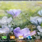 Outre le fond d'écran animé Sons des dauphins  pour Android téléchargez l'apk gratuit de screensaver Fleurs de pluie .