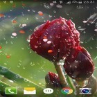 Outre le fond d'écran animé Paris  pour Android téléchargez l'apk gratuit de screensaver Rose: Goutte de pluie .