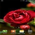 Outre le fond d'écran animé Dubai HD  pour Android téléchargez l'apk gratuit de screensaver Roses .