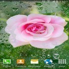 Outre le fond d'écran animé Fleurs de néon  pour Android téléchargez l'apk gratuit de screensaver Roses .