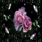 Outre le fond d'écran animé Planète d'une petite sorcière   pour Android téléchargez l'apk gratuit de screensaver Rosée de diamants de roses .