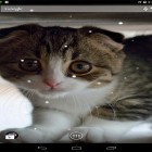 Téléchargez Chat Scottish fold  sur Android et d'autres fonds d'écran animés gratuits pour Samsung Galaxy J3.