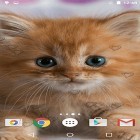 Outre le fond d'écran animé Rose rouge  pour Android téléchargez l'apk gratuit de screensaver Chatons aimables .