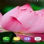 Outre le fond d'écran animé Iconographie  pour Android téléchargez l'apk gratuit de screensaver Fleurs tropiques .
