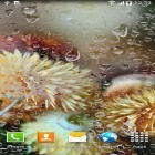 Outre le fond d'écran animé Noir obscur  pour Android téléchargez l'apk gratuit de screensaver Fleurs d'automne.