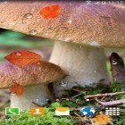 Outre le fond d'écran animé Le bois de bambou 3D  pour Android téléchargez l'apk gratuit de screensaver Champignons d'automne.