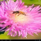 Outre le fond d'écran animé Le Noёl 2015 pour Android téléchargez l'apk gratuit de screensaver Abeille sur la fleur du trèfle 3D.
