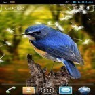 Outre le fond d'écran animé Neige d'hiver   pour Android téléchargez l'apk gratuit de screensaver Oiseaux 3D .