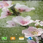 Outre le fond d'écran animé Lotus  pour Android téléchargez l'apk gratuit de screensaver Floraison des arbres.