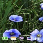 Outre le fond d'écran animé Winnie l'ourson et les abeilles  pour Android téléchargez l'apk gratuit de screensaver Fleurs bleues .