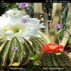 Outre le fond d'écran animé Roses 3D  pour Android téléchargez l'apk gratuit de screensaver Fleurs du cactus.