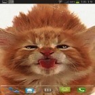 Outre le fond d'écran animé Feuille d'érable  pour Android téléchargez l'apk gratuit de screensaver Un chat lèche l`écran .