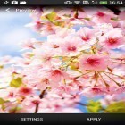 Outre le fond d'écran animé Couleur brillante  pour Android téléchargez l'apk gratuit de screensaver Cerisiers en fleurs .