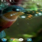 Outre le fond d'écran animé Cascade de Plitvice  pour Android téléchargez l'apk gratuit de screensaver Colibri.