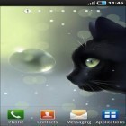 Outre le fond d'écran animé Chrono avec la rose   pour Android téléchargez l'apk gratuit de screensaver Un chat curieux.