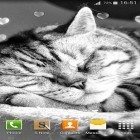 Outre le fond d'écran animé Le chat dans la boite  pour Android téléchargez l'apk gratuit de screensaver Chats aimables .