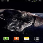 Outre le fond d'écran animé Ma plage HD pour Android téléchargez l'apk gratuit de screensaver Chiens aimables.