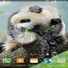 Outre le fond d'écran animé Océan et coucher du soleil  pour Android téléchargez l'apk gratuit de screensaver Panda sympa.