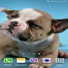 Outre le fond d'écran animé Fleurs de lotus  pour Android téléchargez l'apk gratuit de screensaver Chiots aimables .