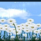 Outre le fond d'écran animé La foret HD pour Android téléchargez l'apk gratuit de screensaver Marguerites .