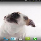 Outre le fond d'écran animé Friandises  pour Android téléchargez l'apk gratuit de screensaver Un chien lèche l`écran .