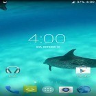 Outre le fond d'écran animé Ourson polaire pour Android téléchargez l'apk gratuit de screensaver Dauphins HD .