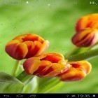 Outre le fond d'écran animé Le cœur de la galaxie  pour Android téléchargez l'apk gratuit de screensaver Gouttes sur les tulipes.